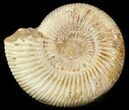 Perisphinctes Ammonite - Jurassic #46915-1